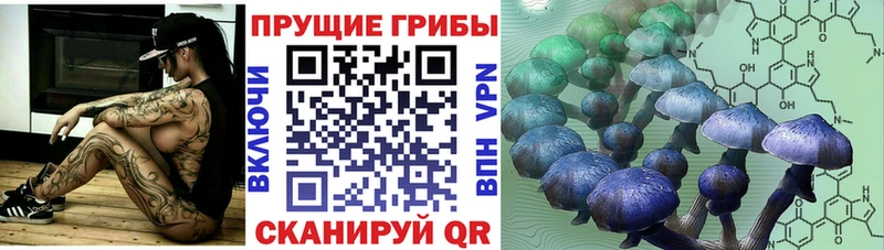 магазин продажи наркотиков  Кашин  Галлюциногенные грибы Cubensis 